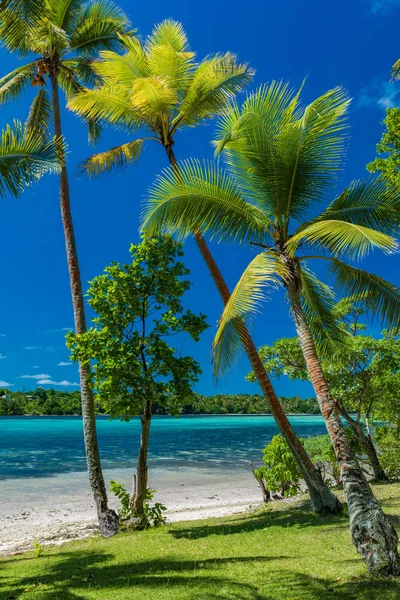Palm bomen op een tropisch strand, Vanuatu, Erakor Island, Efate — Stockfoto