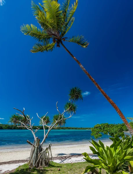 Palmeiras em uma praia tropical, Vanuatu, Ilha de Erakor, Efate — Fotografia de Stock