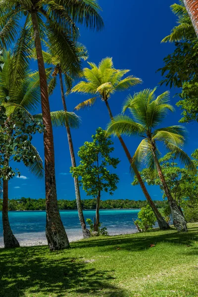 Palmer på en tropisk strand, Vanuatu, Erakor Island, Efate — Stockfoto