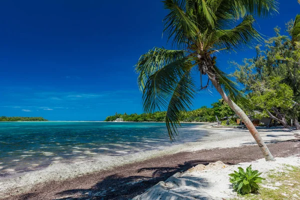 Palm bomen op een tropisch strand, Vanuatu, Erakor Island, Efate — Stockfoto