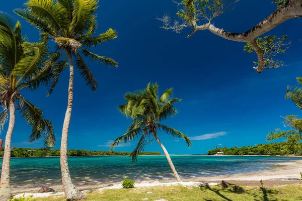 Palmeiras em uma praia tropical, Vanuatu, Ilha de Erakor, Efate — Fotografia de Stock