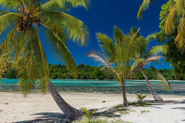 Tropik bir plajda palmiye ağaçları, Vanuatu, Erakor Adası, Efate — Stok fotoğraf