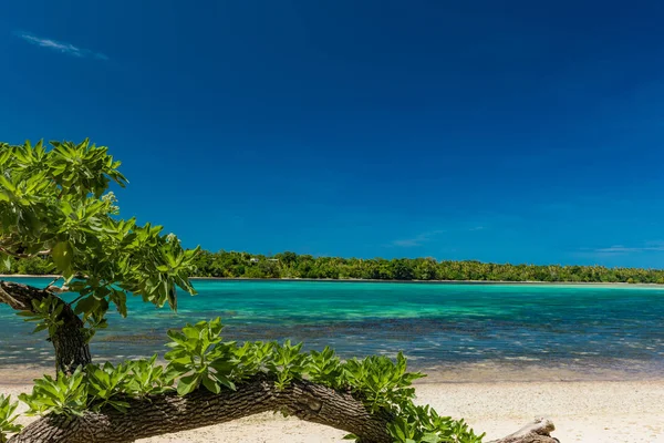 熱帯のビーチ、バヌアツ、エラコール島、エファテのヤシの木 — ストック写真