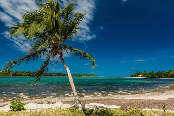 Palmeras en una playa tropical, Vanuatu, Isla Erakor, Efate — Foto de Stock