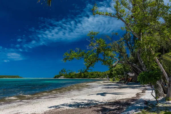 Palm trees on a tropical beach, Vanuatu, Erakor Island, Efate — Stock Photo, Image