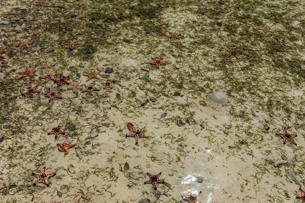 Palmetrær på en tropisk strand, Vanuatu, Erakor, Efate – stockfoto