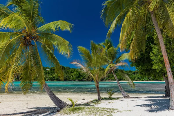 Palmeiras em uma praia tropical, Vanuatu, Ilha de Erakor, Efate — Fotografia de Stock