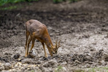 Karaca buck tarafından dikkatli bir şekilde etrafa ormanın kenarına