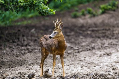 Karaca buck tarafından dikkatli bir şekilde etrafa ormanın kenarına