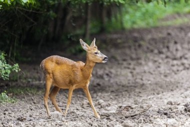 Ormanın kenarında karaca portre