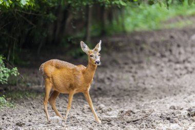 Ormanın kenarında karaca portre