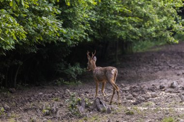 Karaca buck tarafından dikkatli bir şekilde etrafa ormanın kenarına
