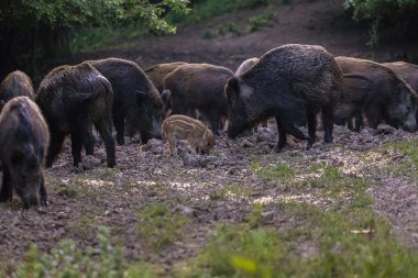 Yabani domuz, domuz ve gıda için köklenme domuz yavruları