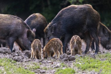 Yabani domuz, domuz ve gıda için köklenme domuz yavruları
