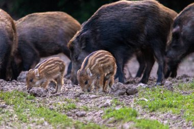 Yabani domuz, domuz ve gıda için köklenme domuz yavruları
