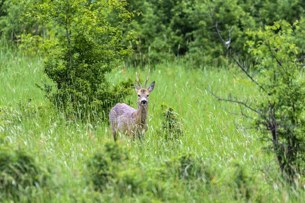 Αυγοτάραχο Buck Από Την Άκρη Του Δάσους Κοιτώντας Προσεκτικά Γύρω — Φωτογραφία Αρχείου