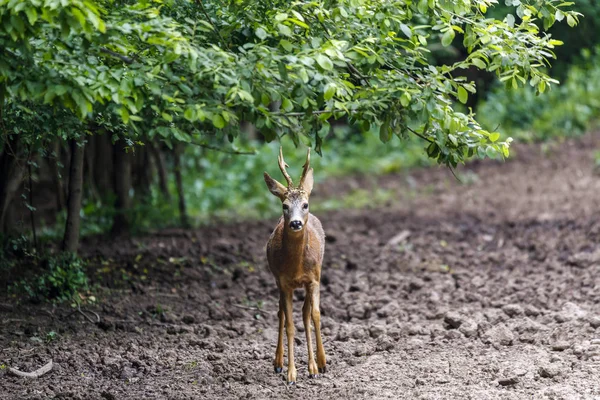 Karaca buck tarafından dikkatli bir şekilde etrafa ormanın kenarına