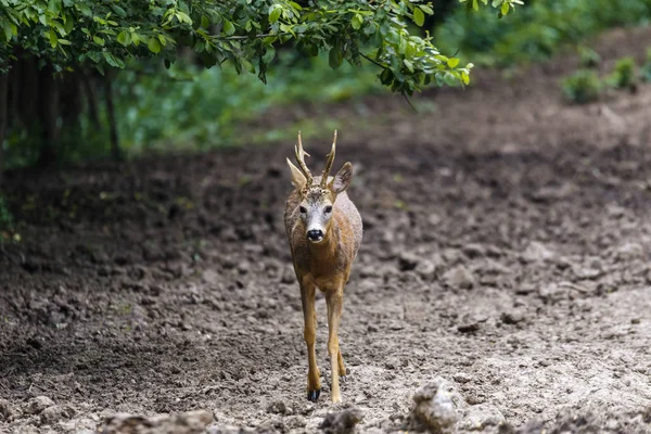 Karaca buck tarafından dikkatli bir şekilde etrafa ormanın kenarına