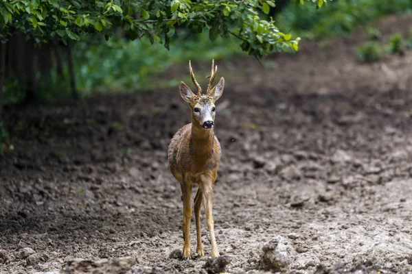 Rehbock Waldrand Vorsichtig Umschauend — Stockfoto