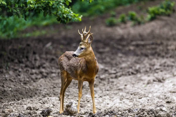 Karaca buck tarafından dikkatli bir şekilde etrafa ormanın kenarına