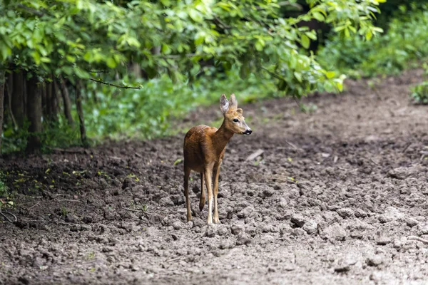 Roe Deer Portrait Edge Forest — Stock Photo, Image