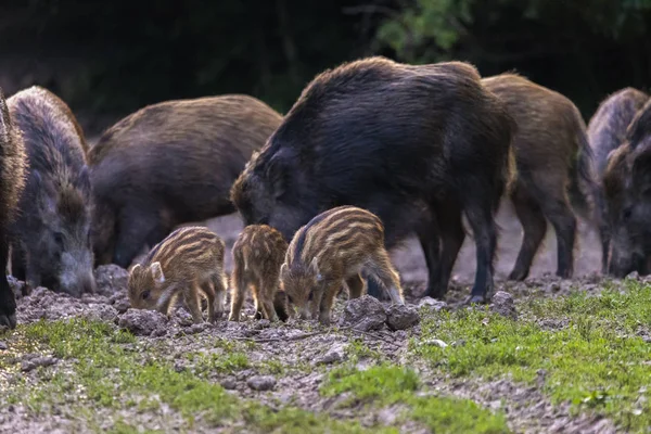 Yabani domuz, domuz ve gıda için köklenme domuz yavruları