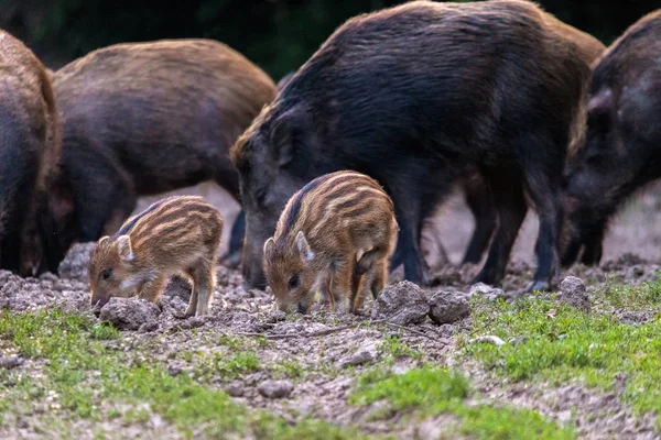 Yabani domuz, domuz ve gıda için köklenme domuz yavruları