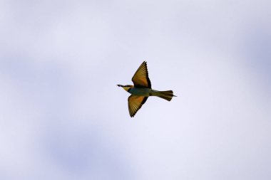 Arı yiyen kuşlar (arı kuşu apiaster) çeşitli duruşlar