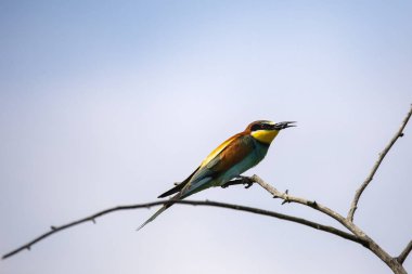 Arı yiyen kuşlar (arı kuşu apiaster) çeşitli duruşlar