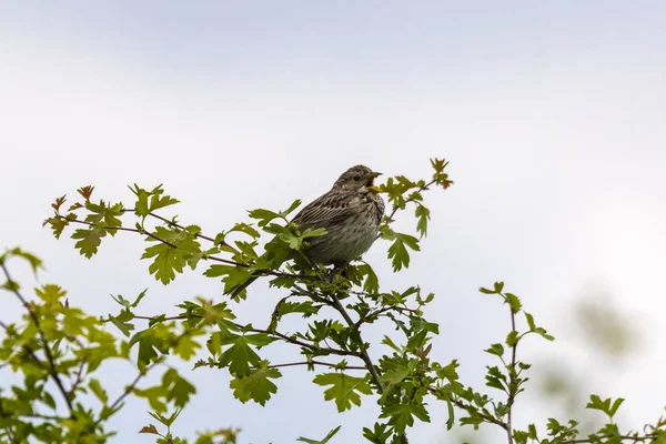 Kornammer Miliaria Calandra Hockt Auf Einem Zweig Und Singt — Stockfoto