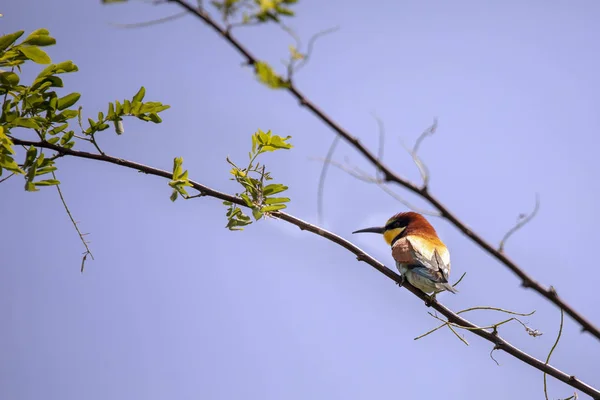 Bee Eater Fåglar Merops Apiaster Olika Ställningar — Stockfoto