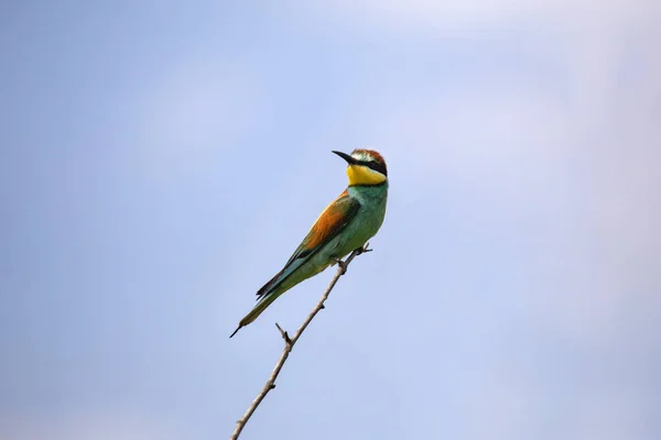 Oiseaux Mangeurs Abeilles Merops Apiaster Différentes Postures — Photo