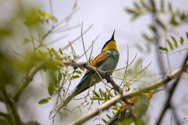 Oiseaux Mangeurs Abeilles Merops Apiaster Différentes Postures — Photo