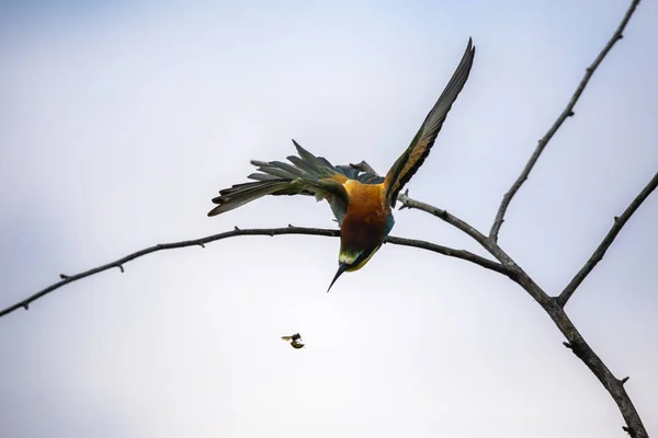 さまざまな姿勢で蜂を食べる鳥 Merops Apiaster — ストック写真