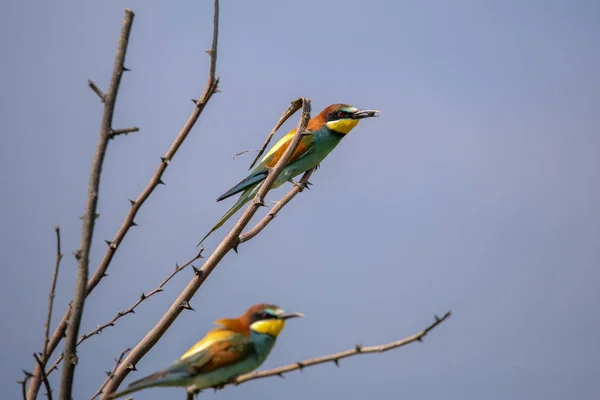 Oiseaux Mangeurs Abeilles Merops Apiaster Différentes Postures — Photo