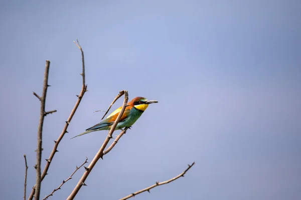 Oiseaux Mangeurs Abeilles Merops Apiaster Différentes Postures — Photo