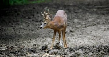 Karaca buck tarafından dikkatli bir şekilde etrafa ormanın kenarına