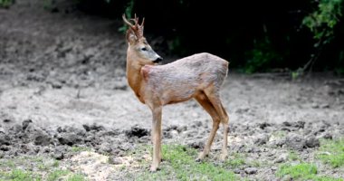 Karaca buck tarafından dikkatli bir şekilde etrafa ormanın kenarına