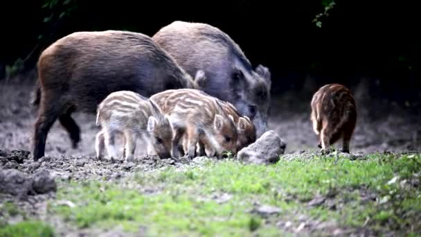 Колючі Свині Свиноматки Поросята Вкорінюються Їжу — стокове відео