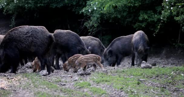 Feral Pigs Sow Piglets Rooting Food — Stock Video