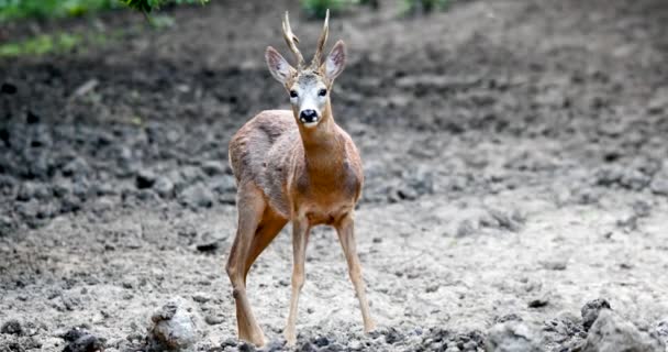 Roe Buck Pela Borda Floresta Olhando Cautelosamente Redor — Vídeo de Stock