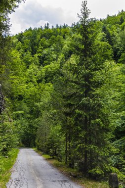 Alp orman içinden bir yol ile bir yaz günü manzara