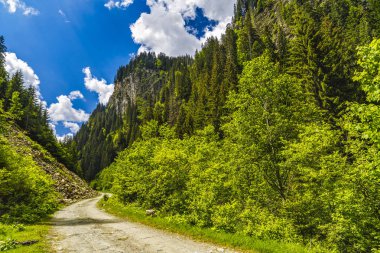 Alp orman içinden bir yol ile bir yaz günü manzara