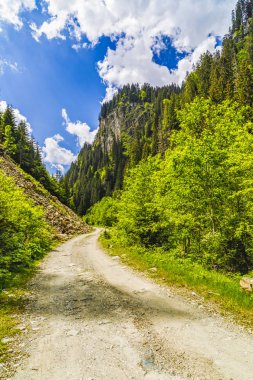 Alp orman içinden bir yol ile bir yaz günü manzara