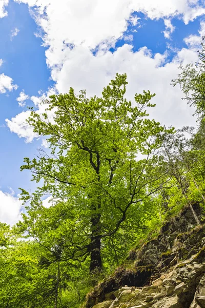 Beautiful Green Tree Forest Mountains — Stock Photo, Image