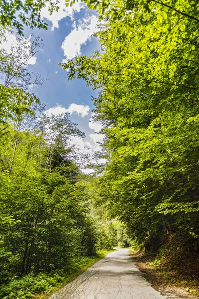 在夏日里的一天中有通过高山森林的道路景观 — 图库照片