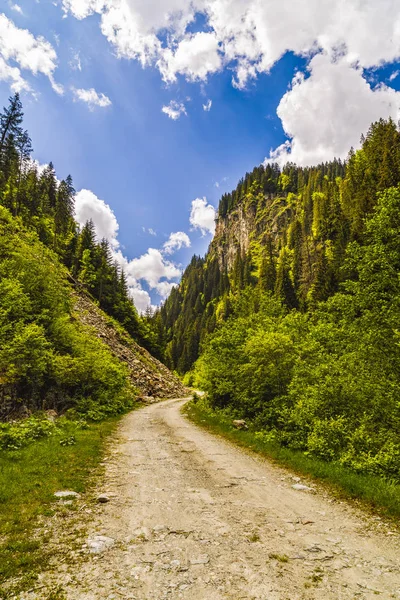 Krajina Silnicí Lesem Alpských Letní Den — Stock fotografie