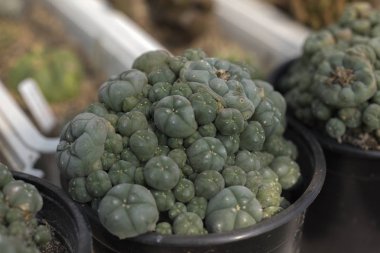 Kaktüs farklı türler