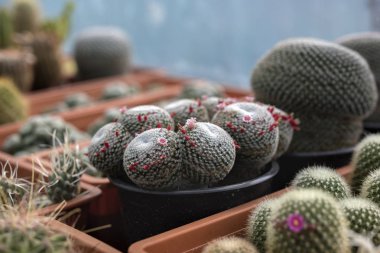 Kaktüs farklı türler