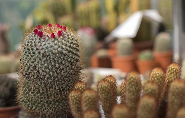 Different Species Cactus — Stock Photo, Image